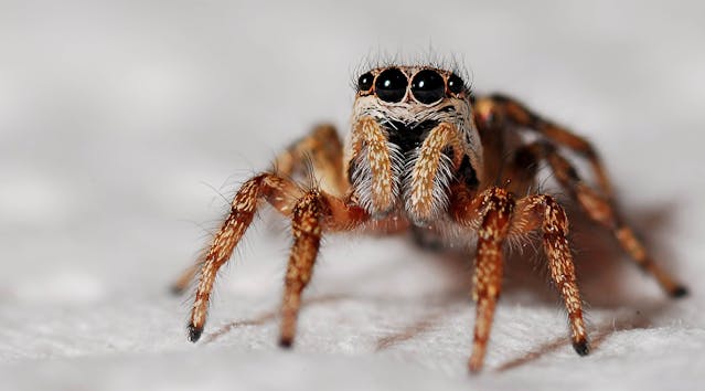 Tipos de picaduras de arañas: leve, moderada y grave
